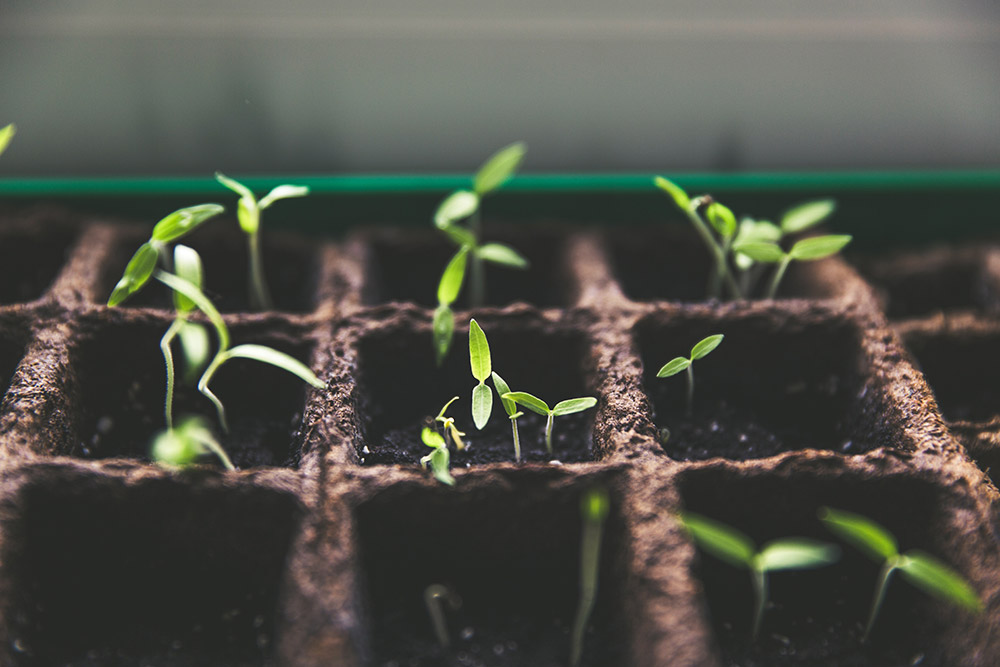 Plant protection products